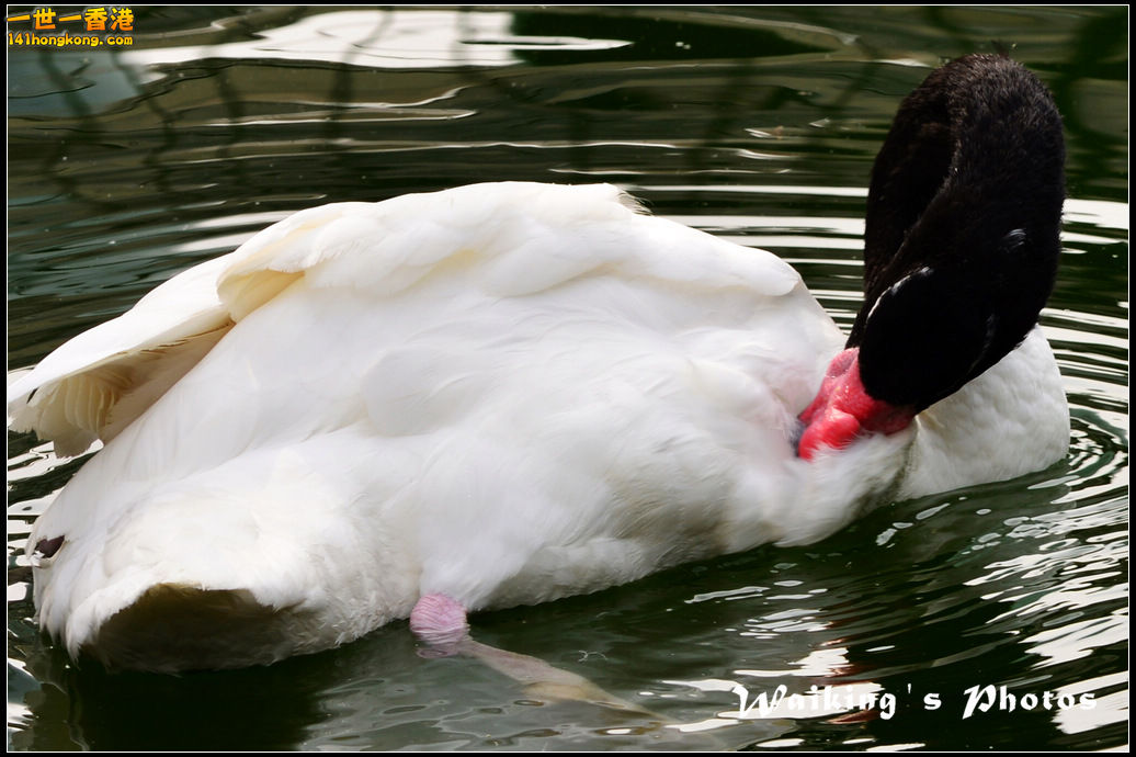 DSC_6037R.jpg