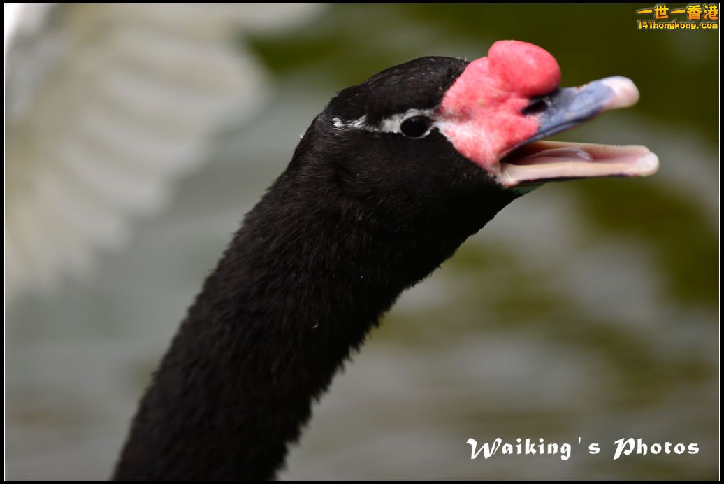 DSC_6048.jpg