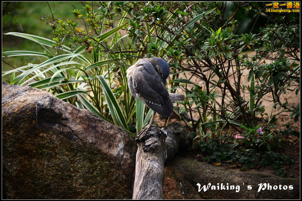 DSC_6052.jpg
