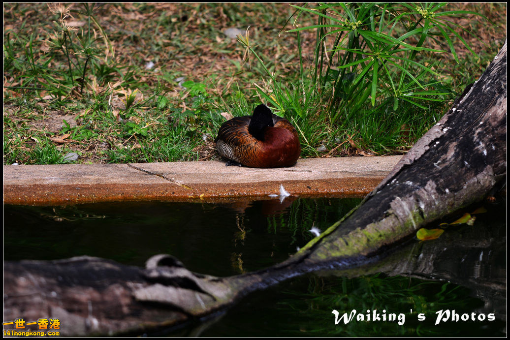 DSC_6055.jpg