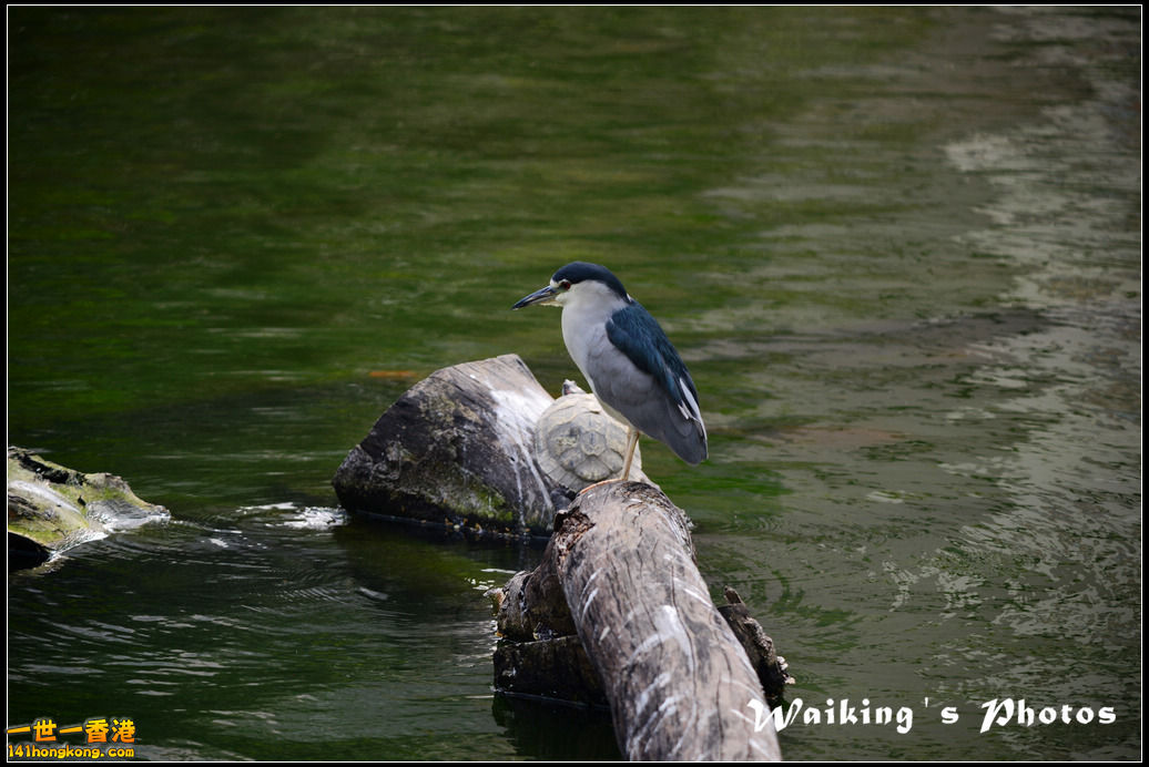 DSC_6059.jpg