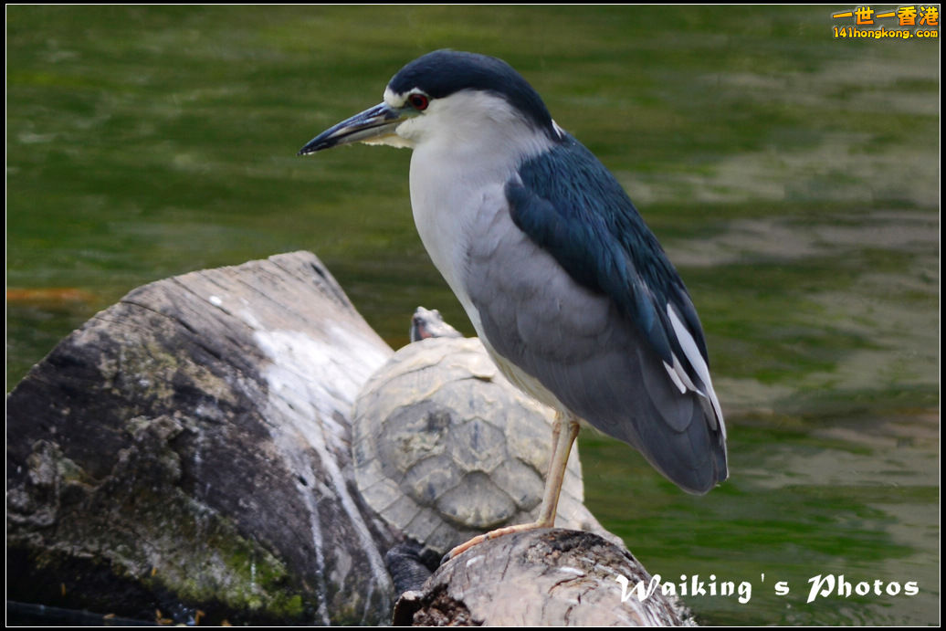 DSC_6059r.jpg