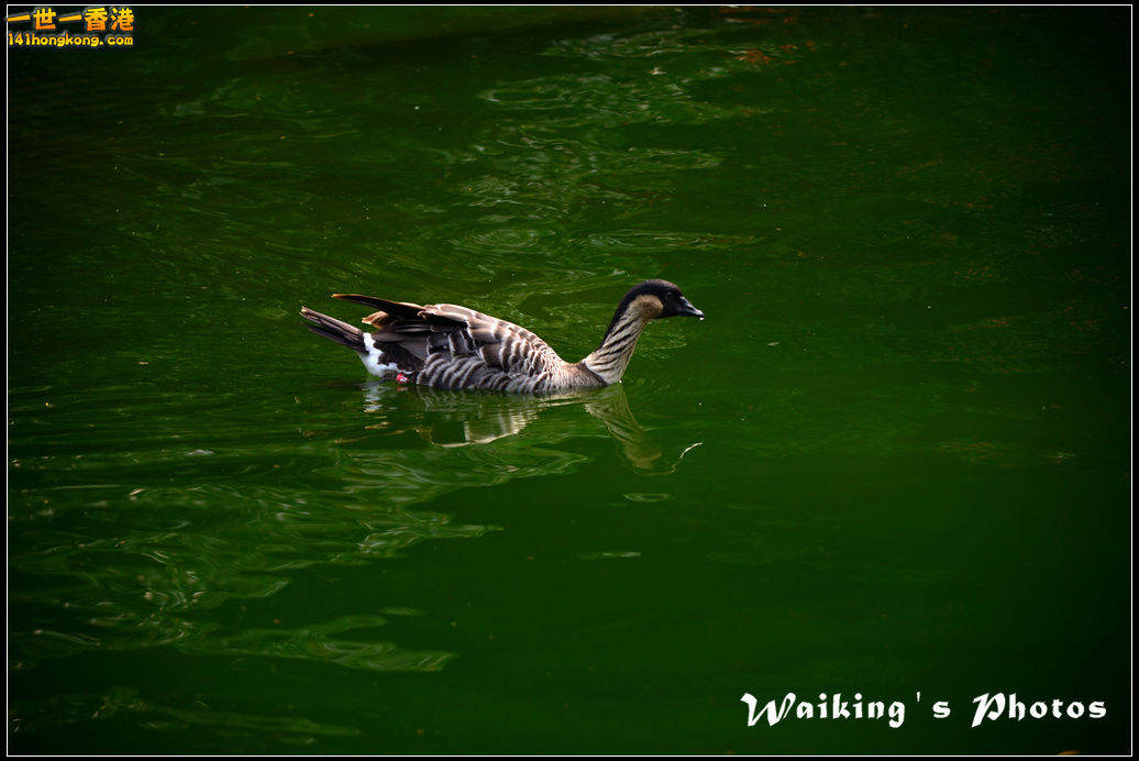 DSC_6061.jpg