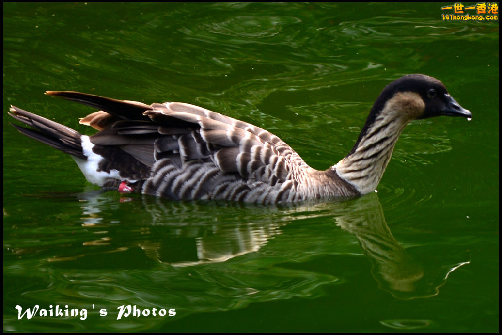 DSC_6061r.jpg