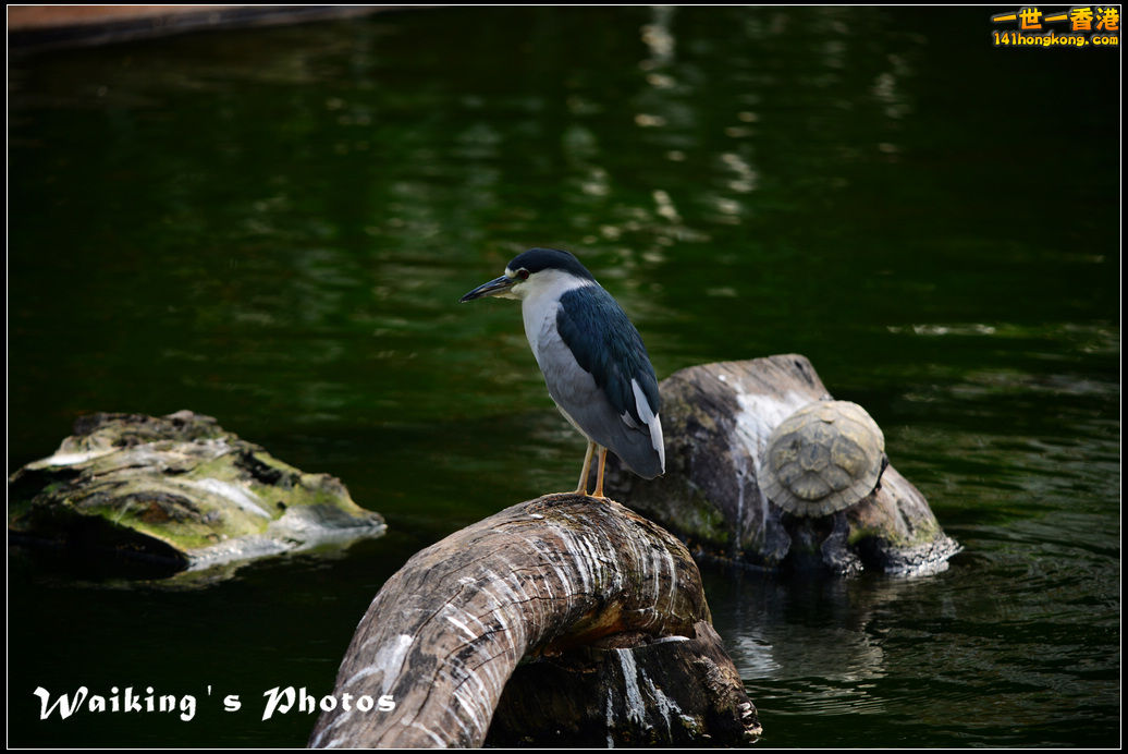 DSC_6064.jpg