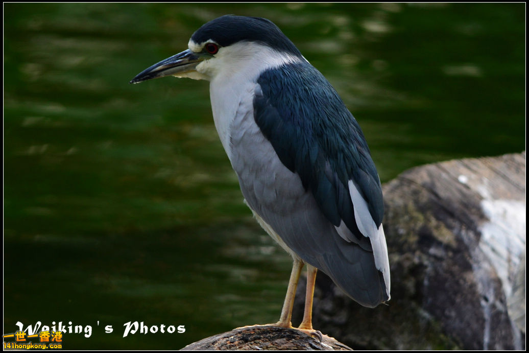 DSC_6064r.jpg