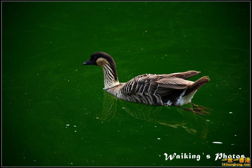 DSC_6068.jpg