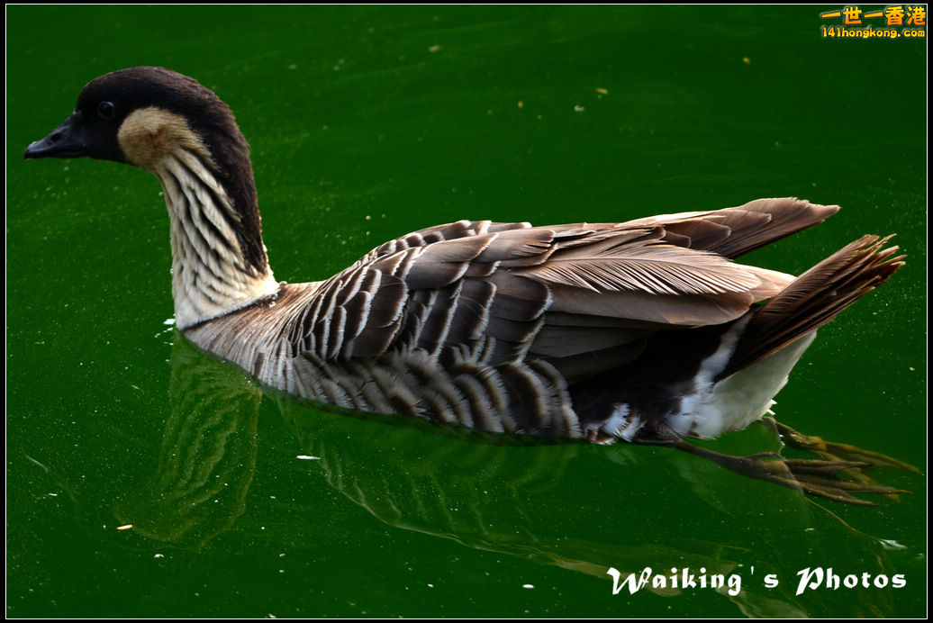 DSC_6068r.jpg