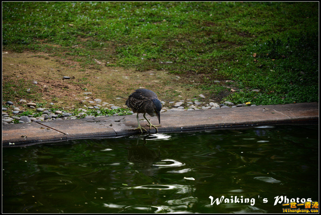 DSC_6073.jpg