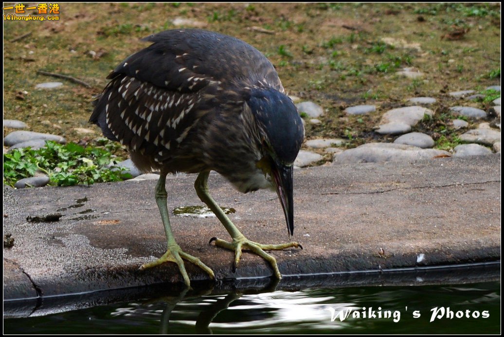 DSC_6073r.jpg