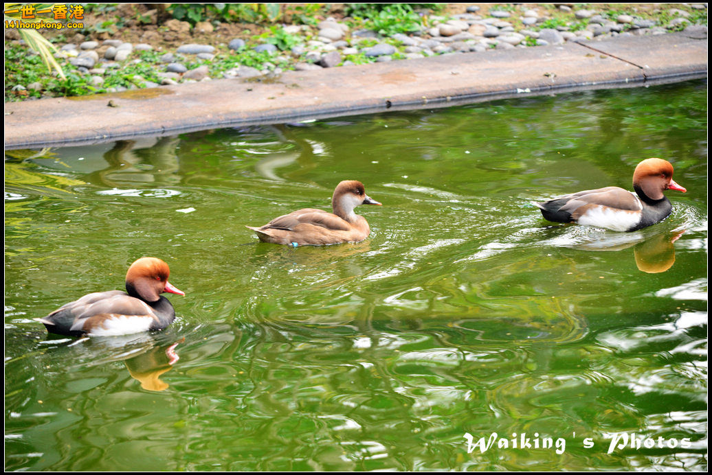 DSC_6075.jpg