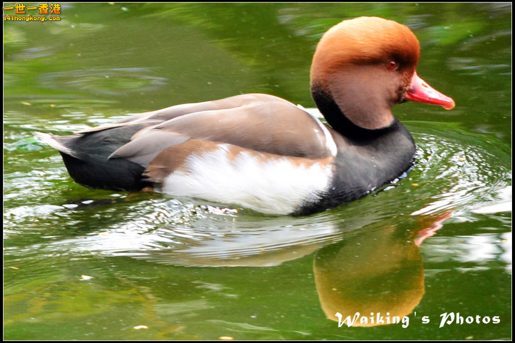 DSC_6075r.jpg