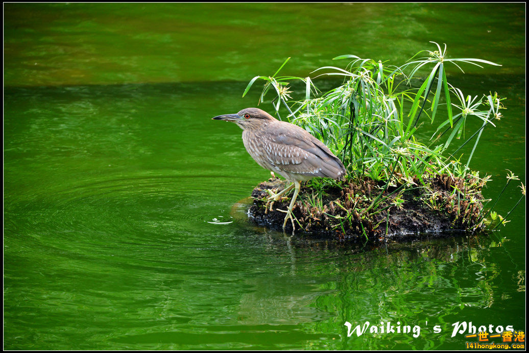 DSC_6079.jpg