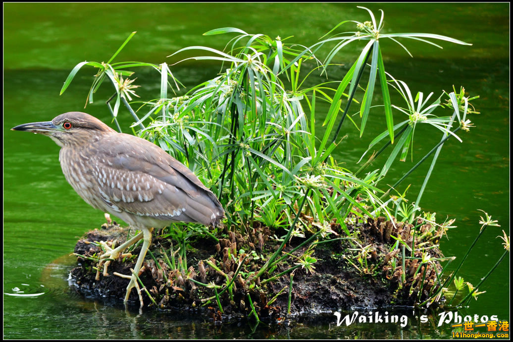 DSC_6079r.jpg