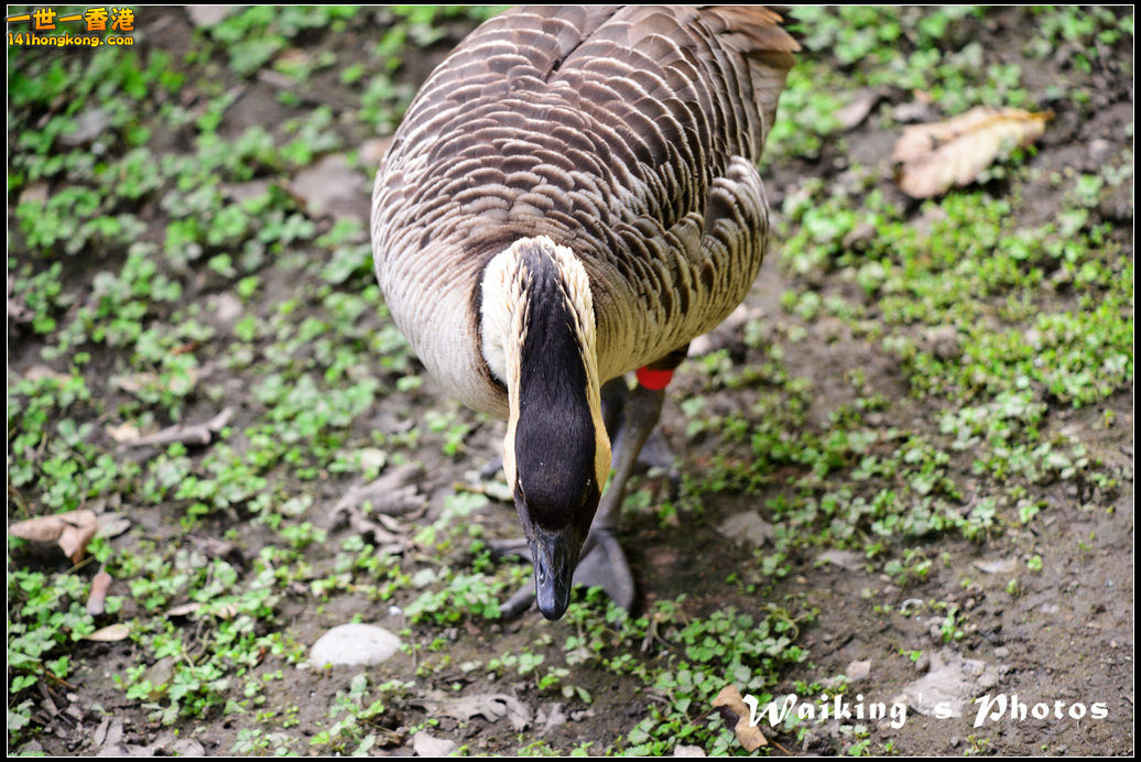 DSC_6083.jpg