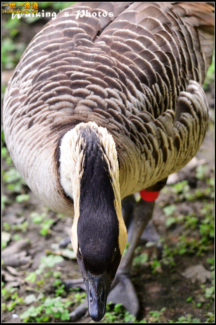 DSC_6083R.jpg