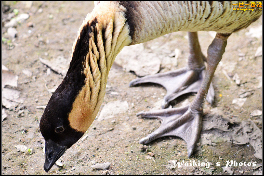 DSC_6086R.jpg