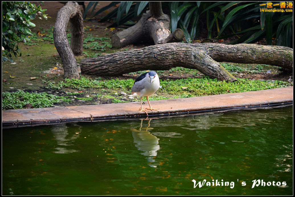 DSC_6087.jpg
