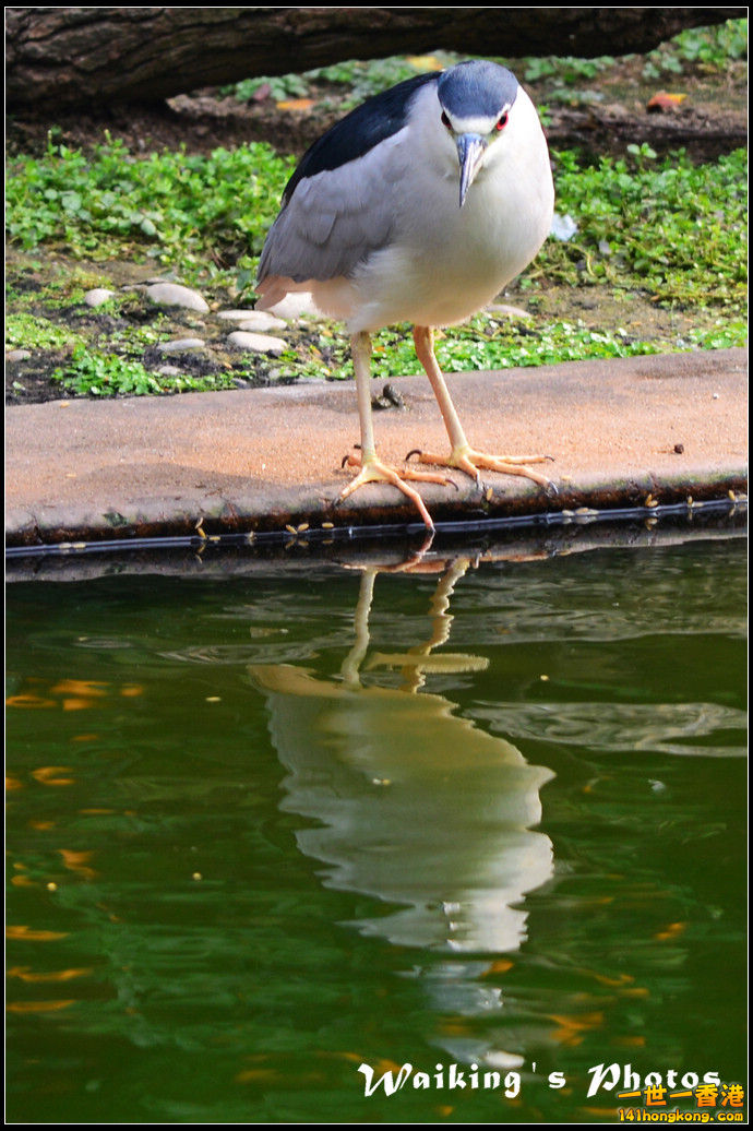 DSC_6087R.jpg