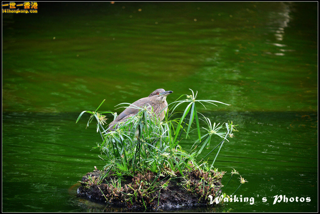 DSC_6092.jpg