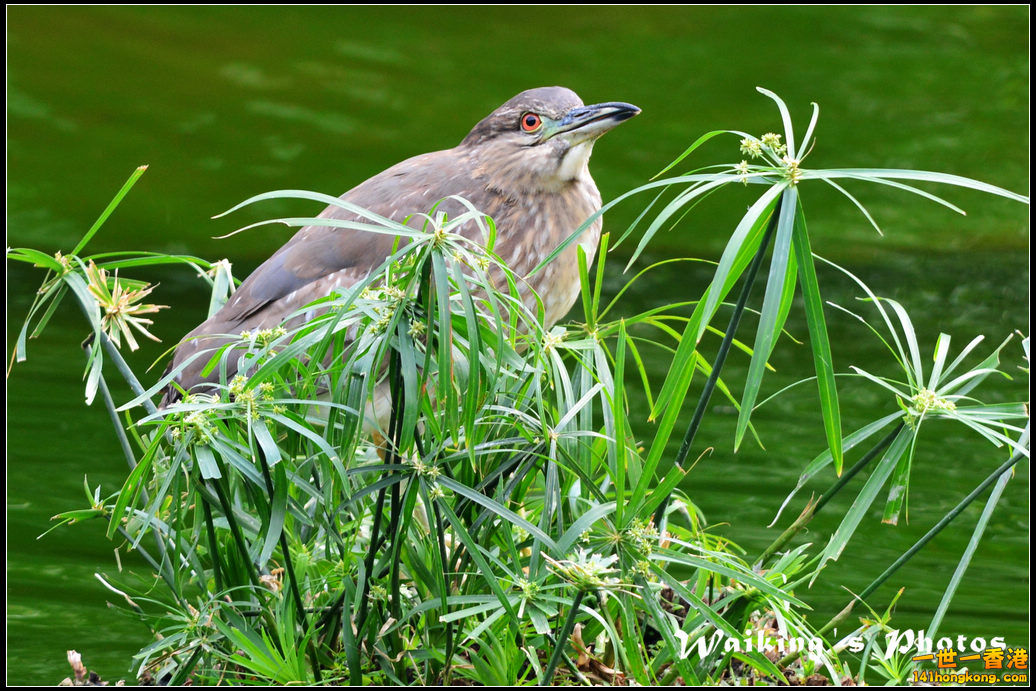 DSC_6092R.jpg