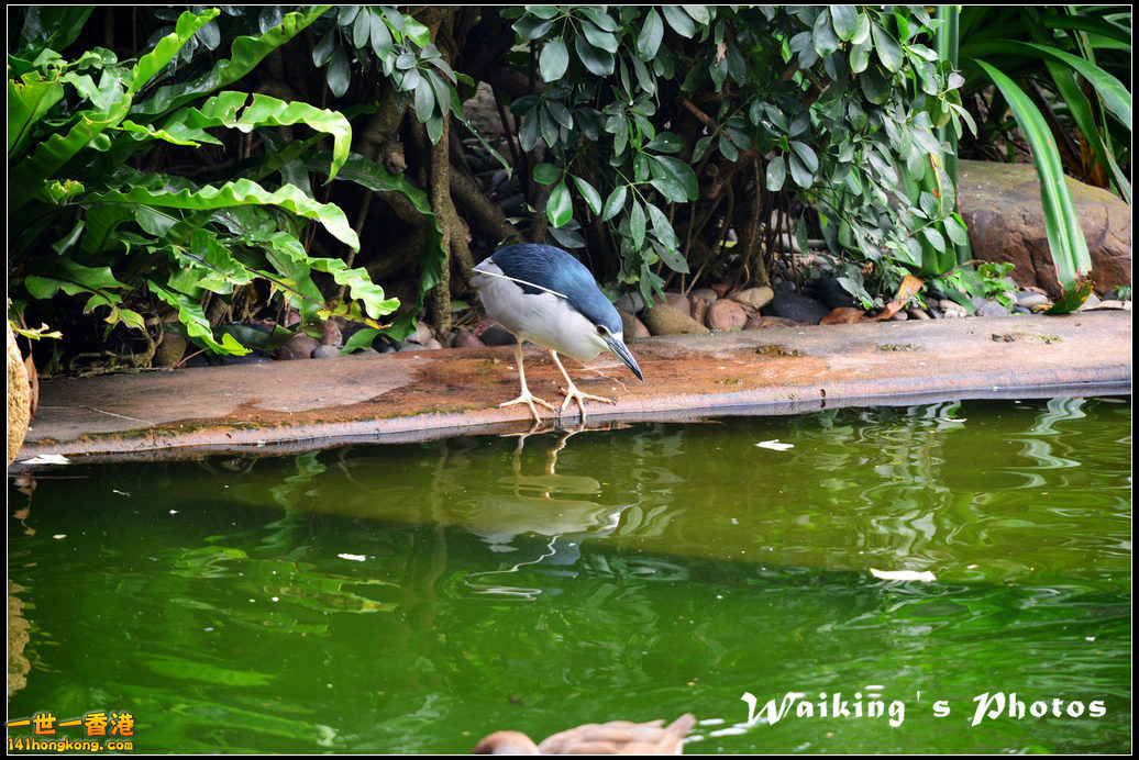 DSC_6094.jpg