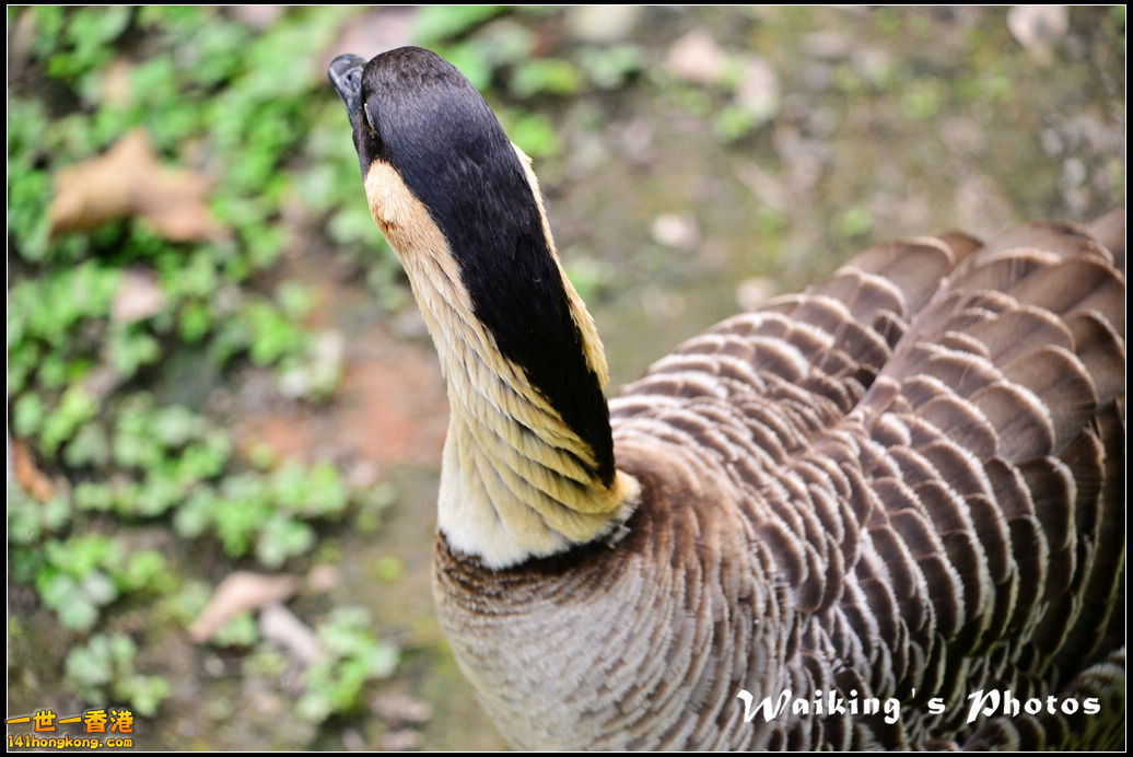 DSC_6096.jpg