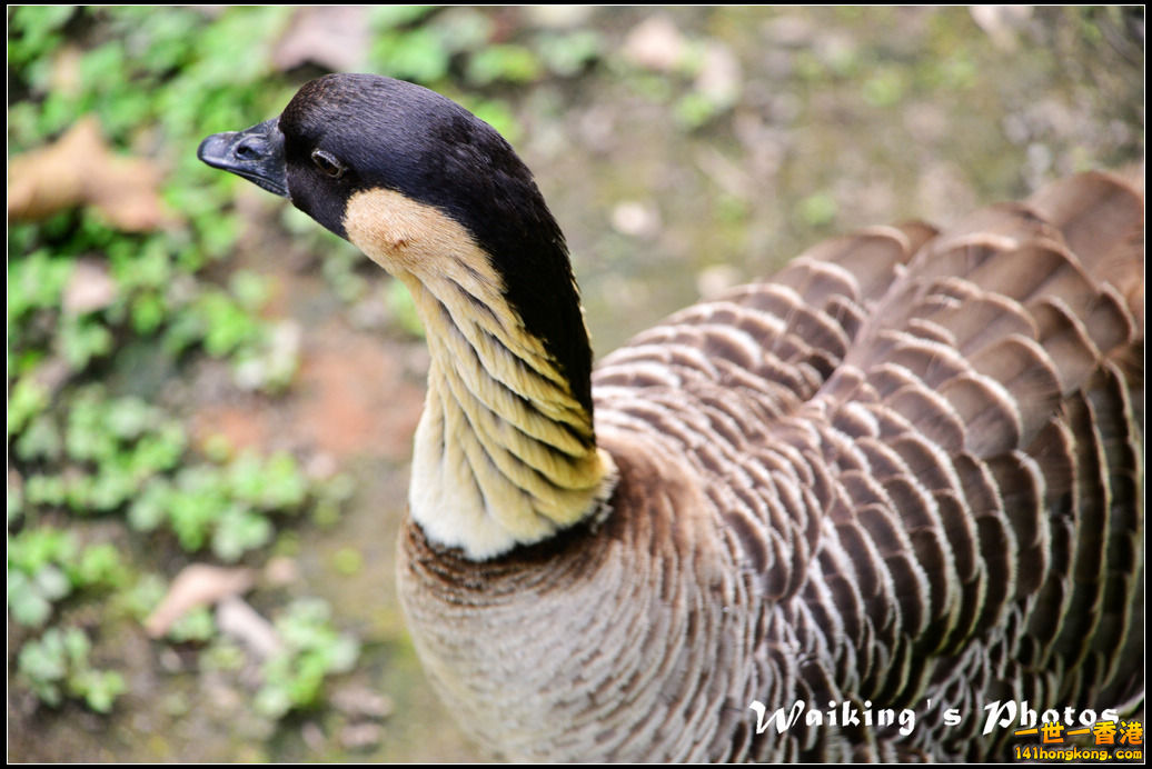 DSC_6098.jpg