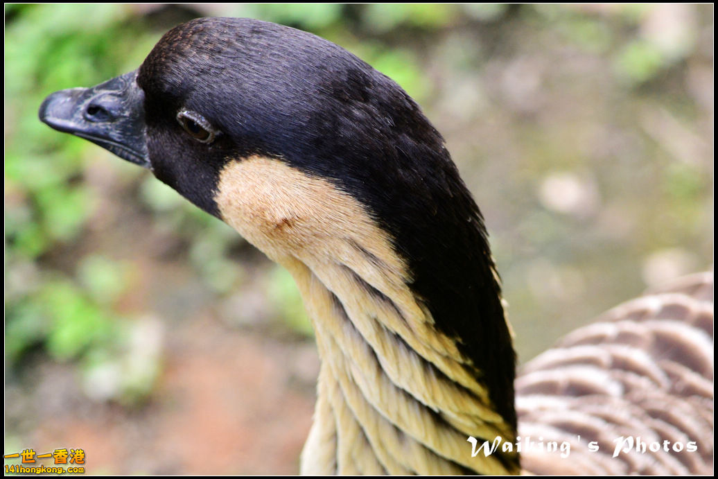 DSC_6098R.jpg