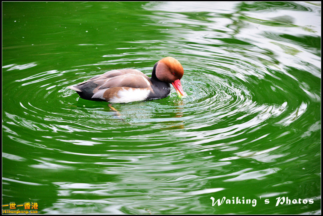 DSC_6103.jpg