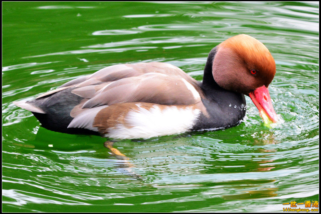 DSC_6103R.jpg