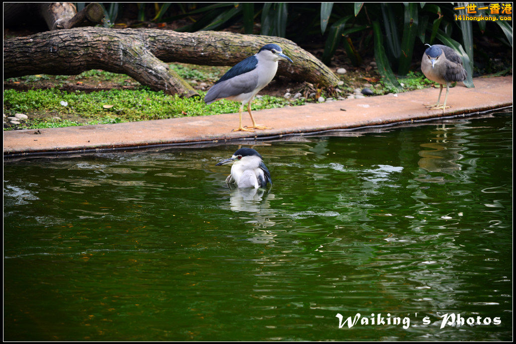 DSC_6104.jpg