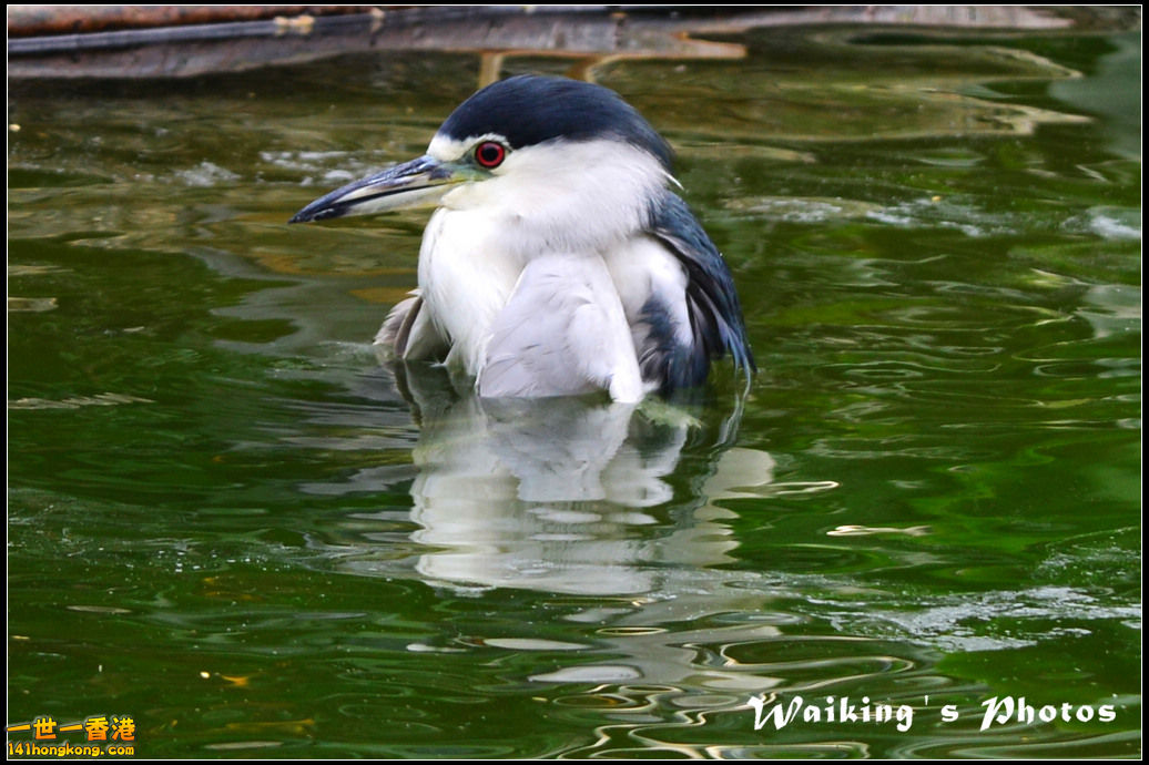 DSC_6104R.jpg
