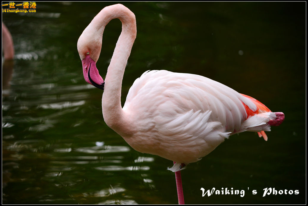 DSC_6107.jpg