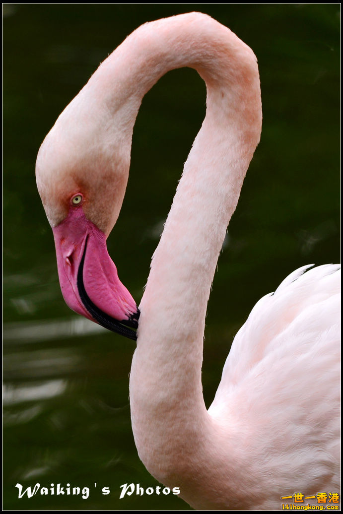 DSC_6107R.jpg