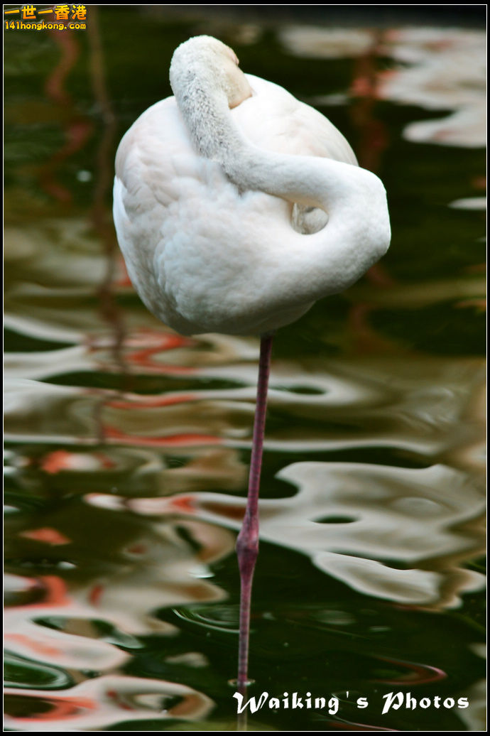 DSC_6113R.jpg