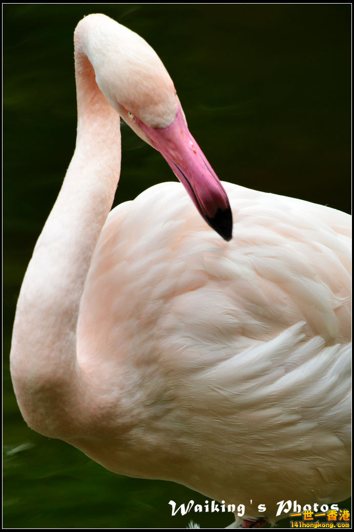 DSC_6116R.jpg