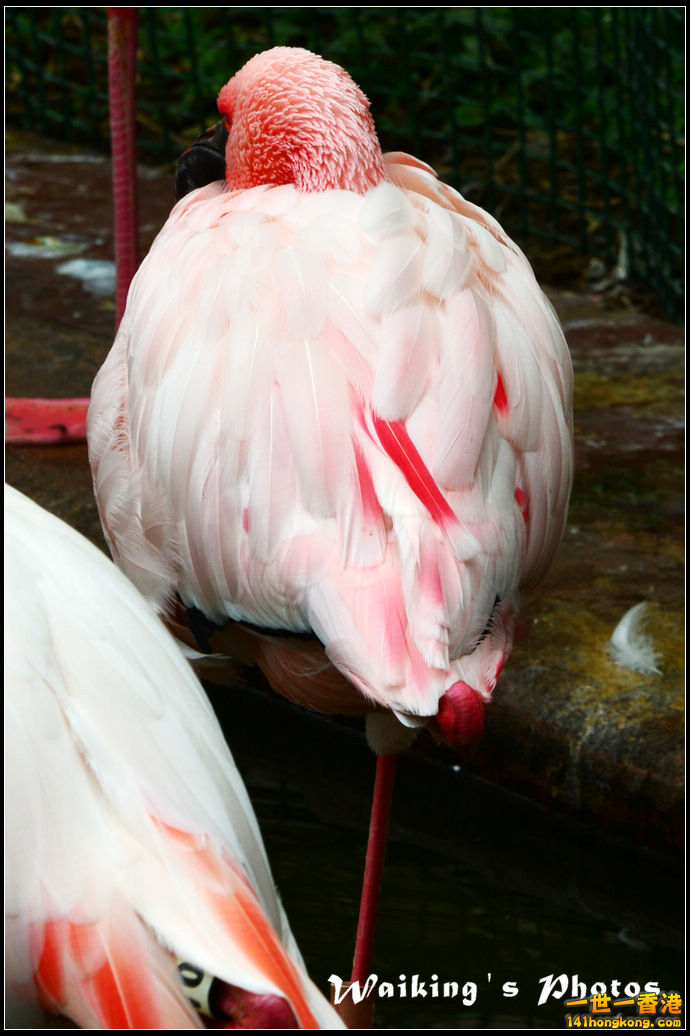 DSC_6117R.jpg