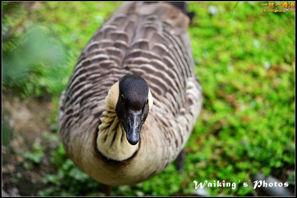 DSC_6119.jpg