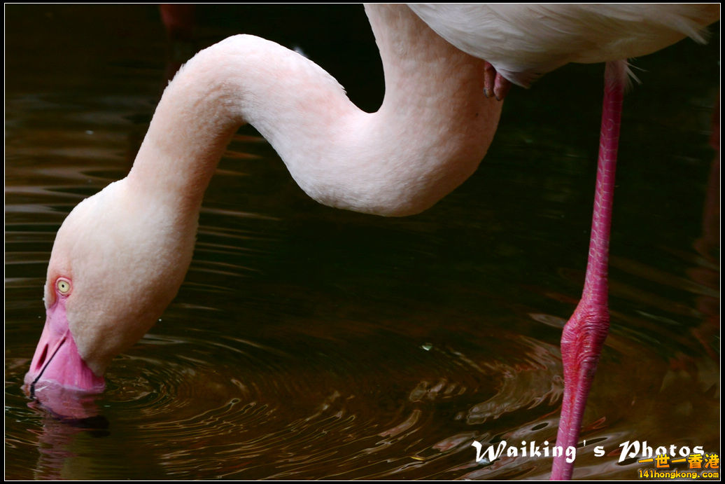 DSC_6120R.jpg