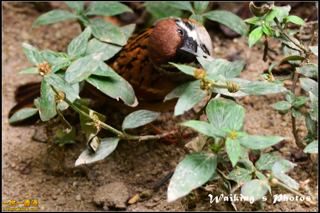 DSC_6125R.jpg