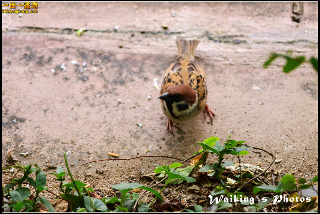 DSC_6126.jpg