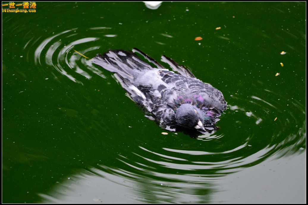 DSC_6129.jpg