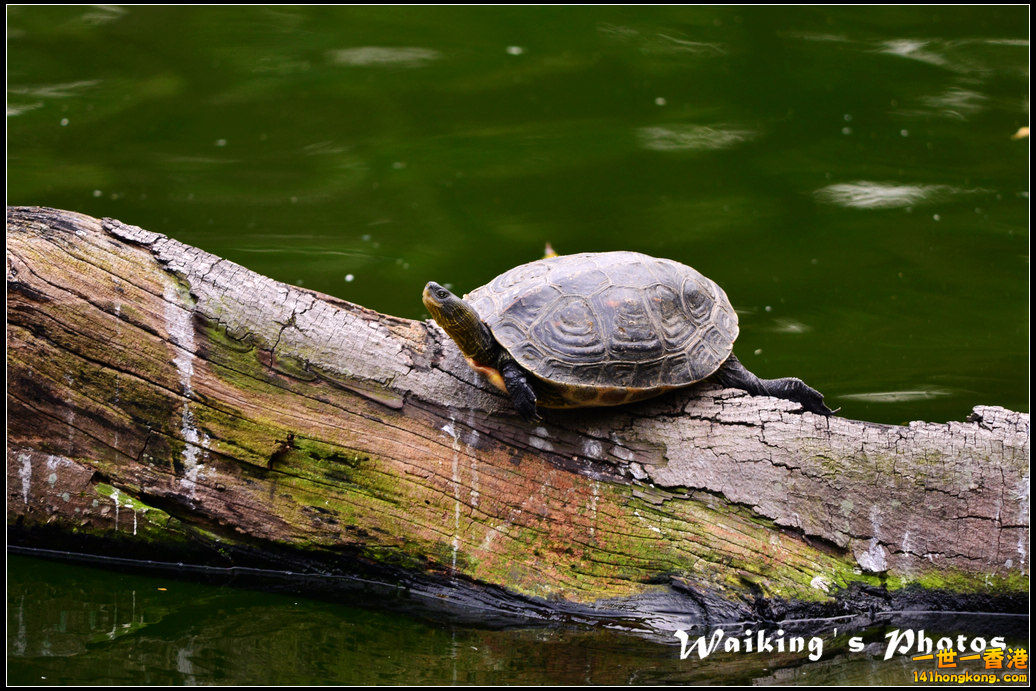 DSC_6131.jpg