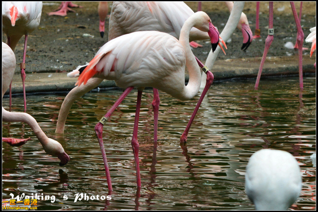 DSC_6138R.jpg