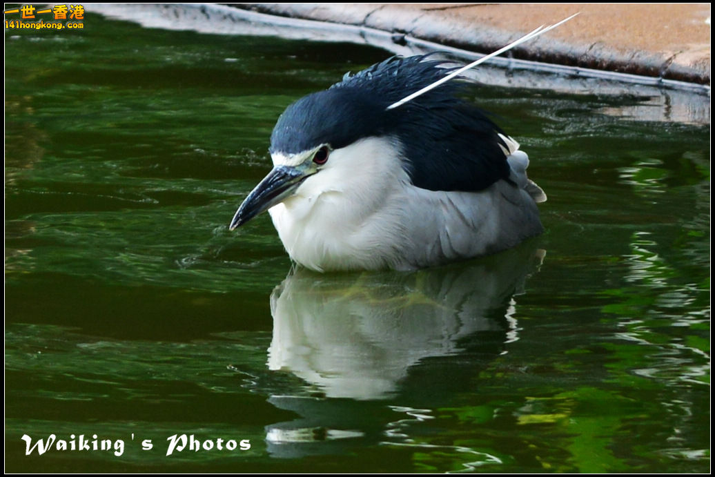 DSC_6139R.jpg