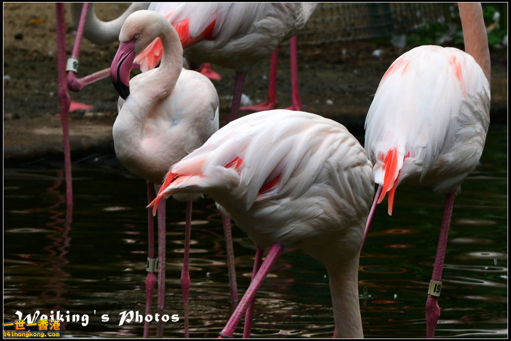 DSC_6141R.jpg