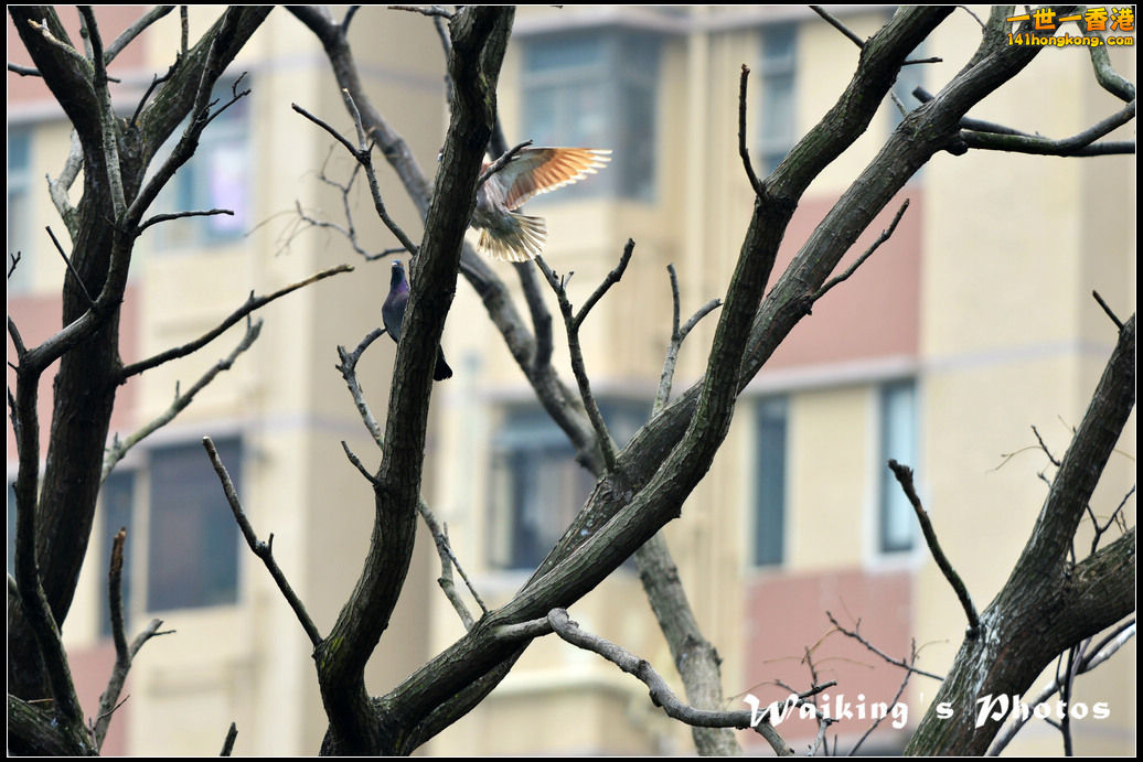 DSC_6145.jpg