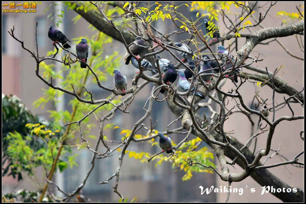 DSC_6147.jpg