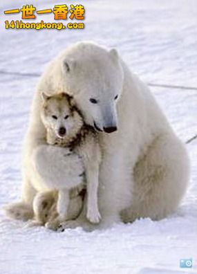 BearLoveWolf.jpg
